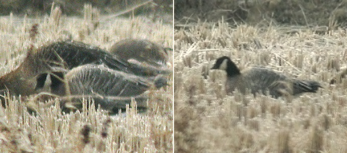 Cackling Goose