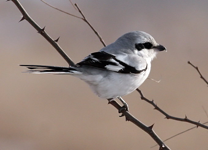 Chinese Grey Shrike