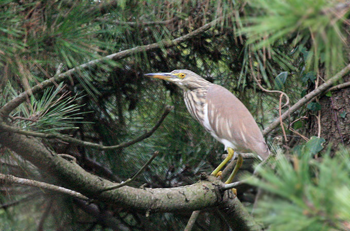 Chinese Pond Heron