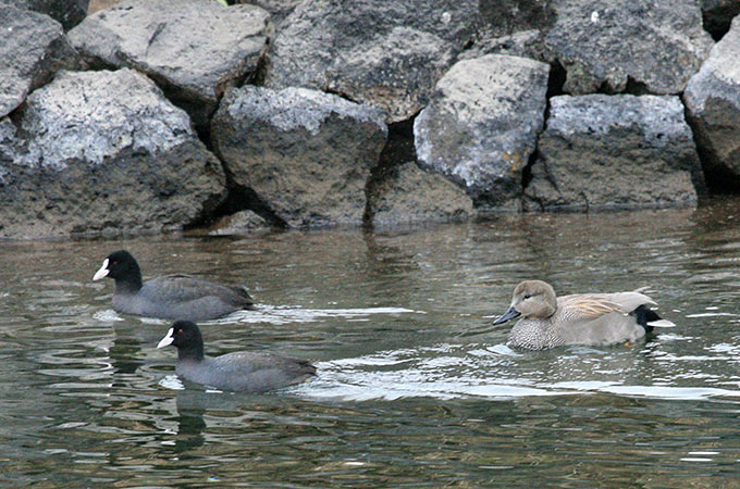 Common Coot & Gadwall