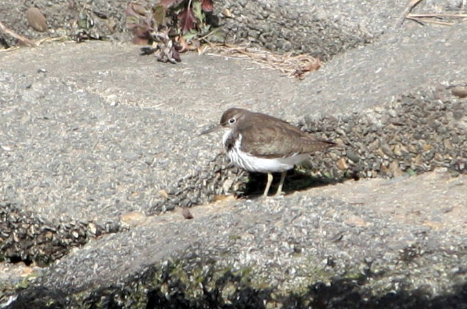 Common Sandpiper