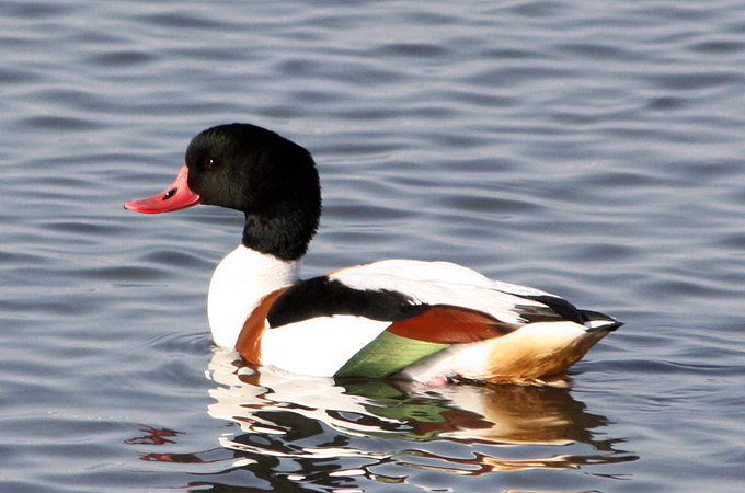 Common Shelduck