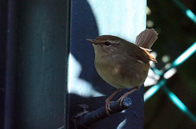 Japanese Bush Warbler