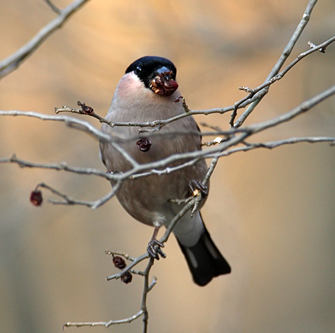 Eurasian Bullfinch