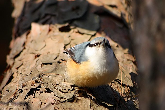 Eurasian Nuthatch