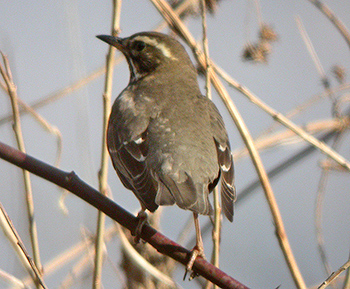 Eurasian Redwing
