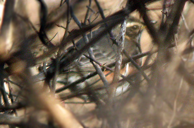 Eurasian Redwing
