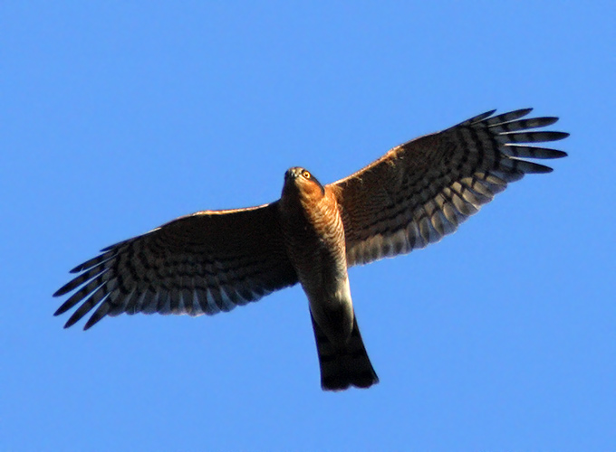 Eurasian Sparrowhawk