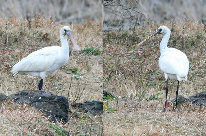 Eurasian Spoonbill