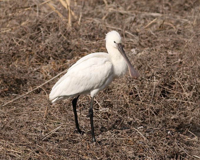 Eurasian Spoonbill