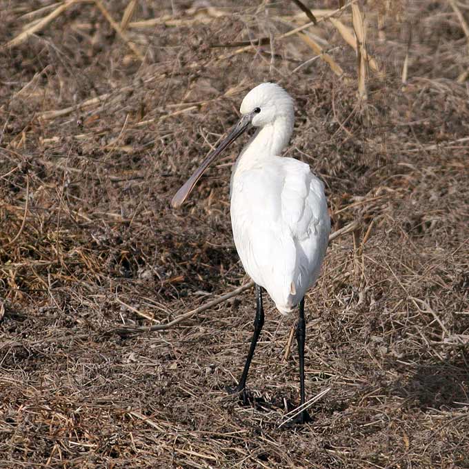 Eurasian Spoonbill