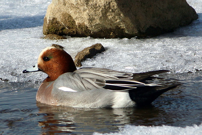 Eurasian Wigeon