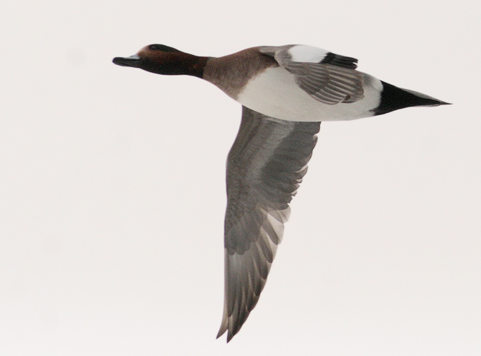 Eurasian Wigeon