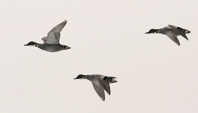Falcated Duck