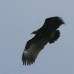 Greater Spotted Eagle