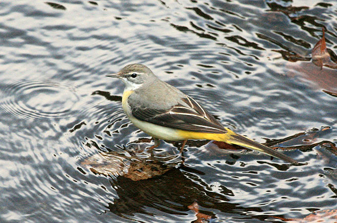 Grey Wagtail
