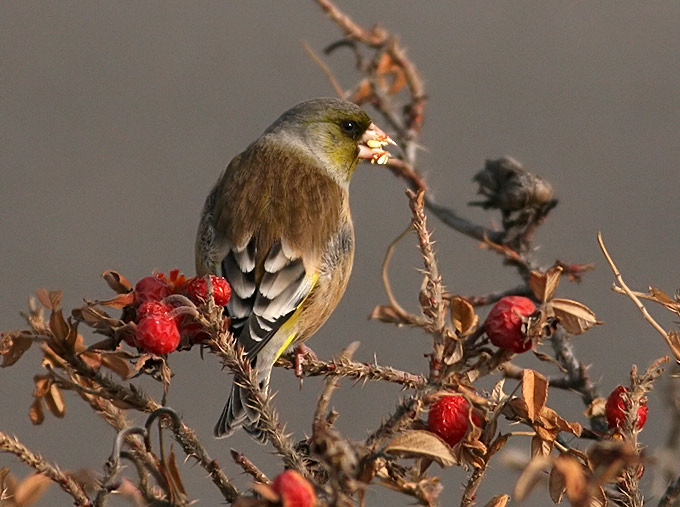 Grey-capped Greenfinch
