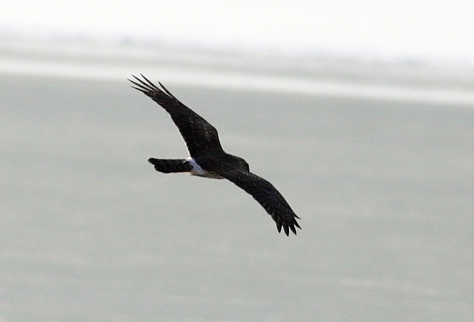 Northern Harrier