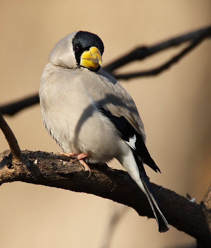 Japanese Grosbeak