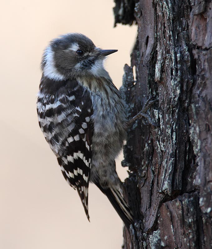 Japanese Pygmy Woodpecker