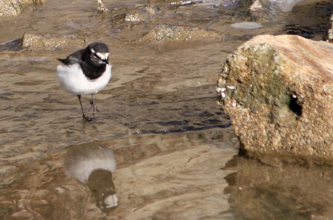 Japanese Wagtail