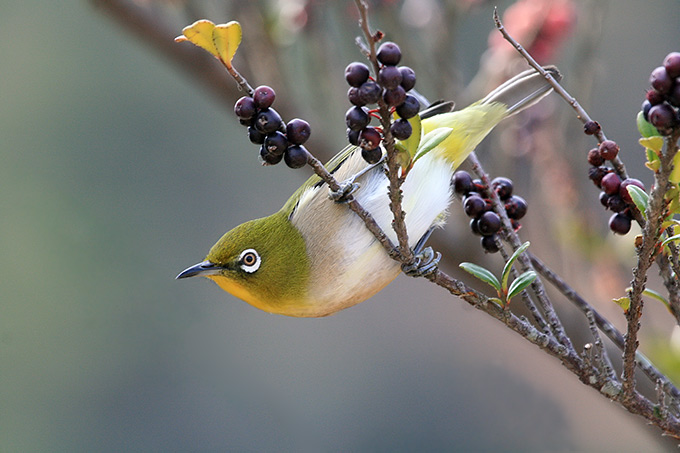 Japanese White-eye