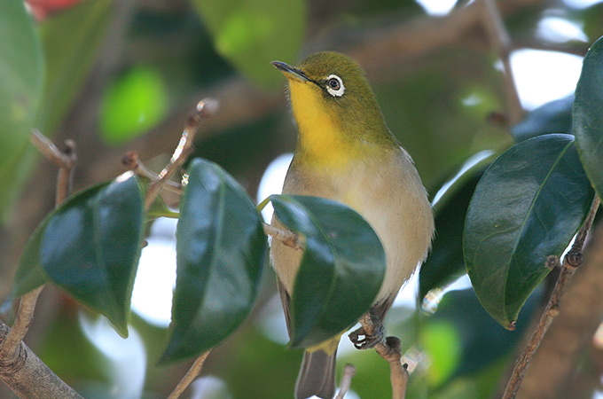 Japanese White-eye