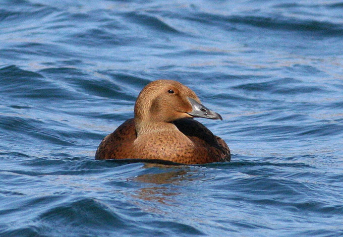 King Eider