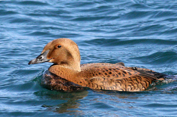King Eider