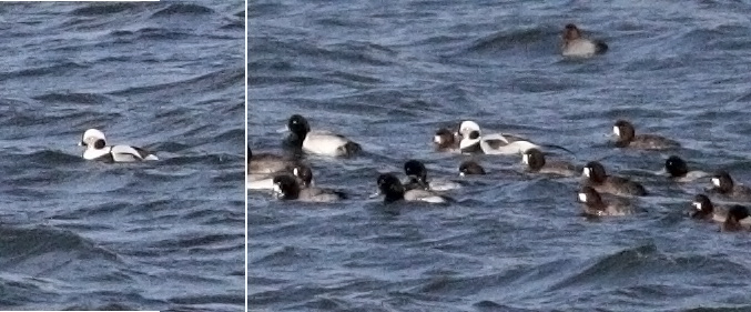 Long-tailed Duck