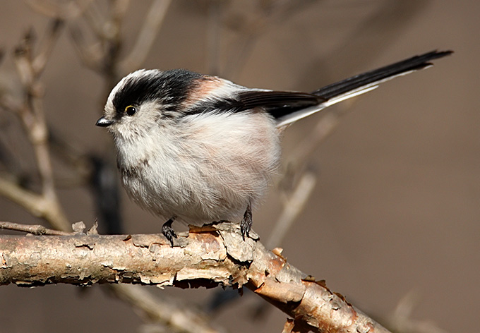 Long-tailed Tit