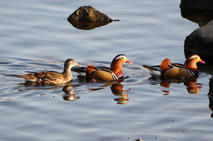 Mandarin Duck