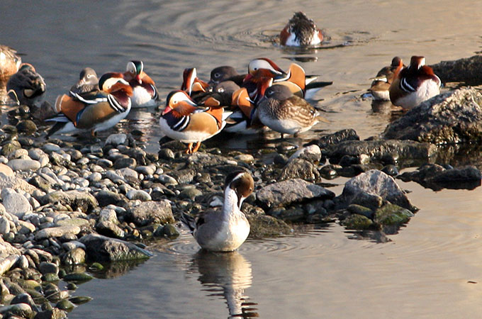 Mandarin Duck