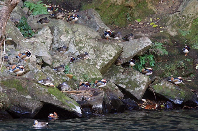 Mandarin Duck