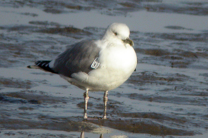 Mongolian Gull