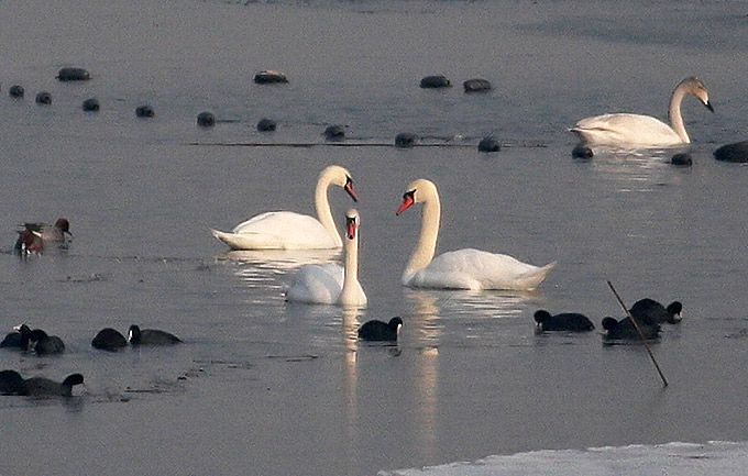 Mute Swan