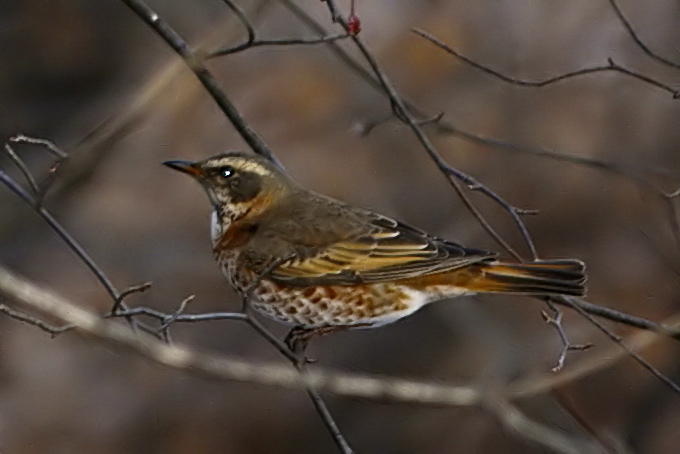 Naumann's Thrush