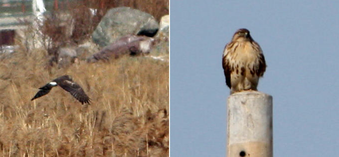 Northern Harrier and Common Buzzard