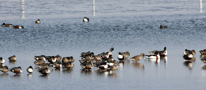 Northern Shoveler