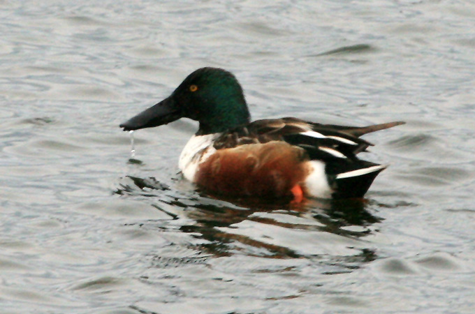 Northern Shoveler