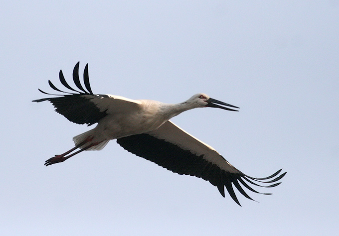 Oriental Stork