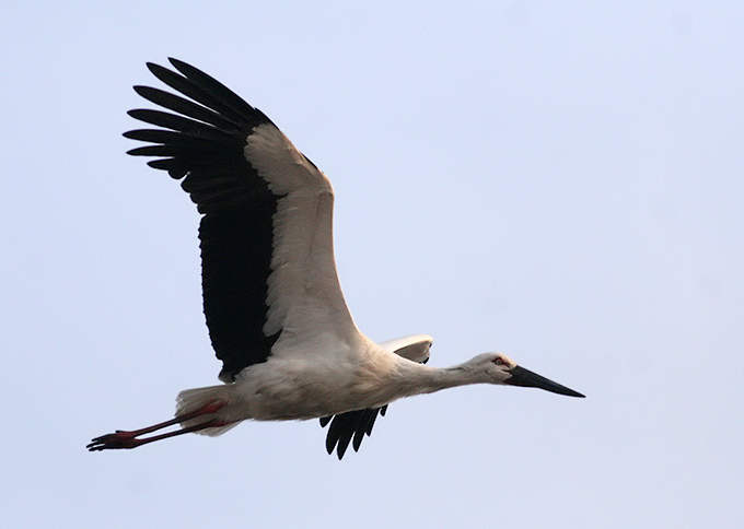 Oriental Stork