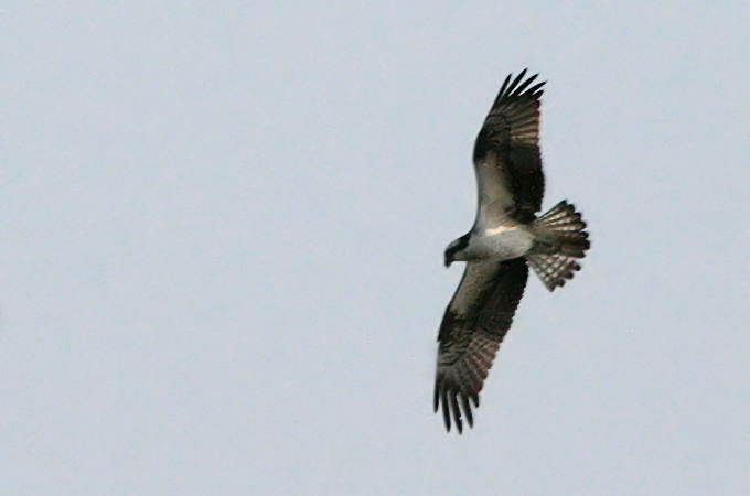 Osprey