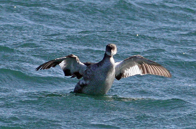 Red-necked Grebe