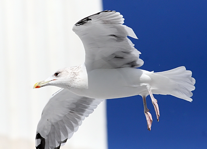 Slaty-backed Gull