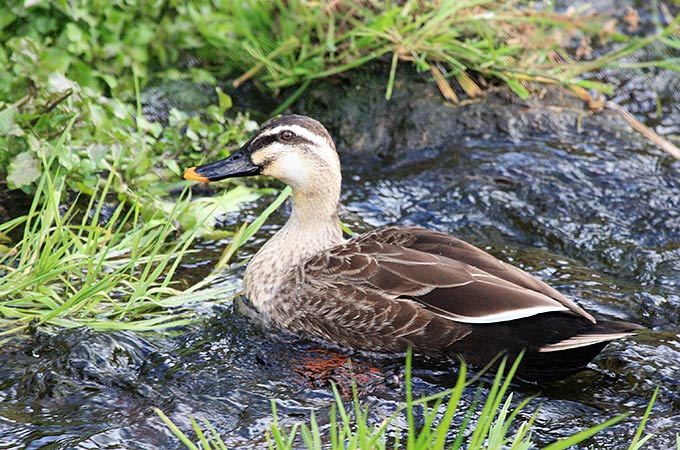 Eastern Spot-billed Duck
