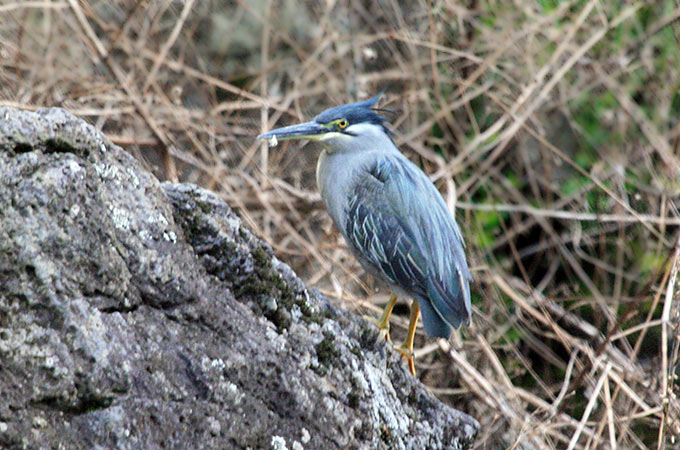 Striated Heron