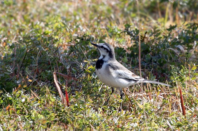 White Wagtail