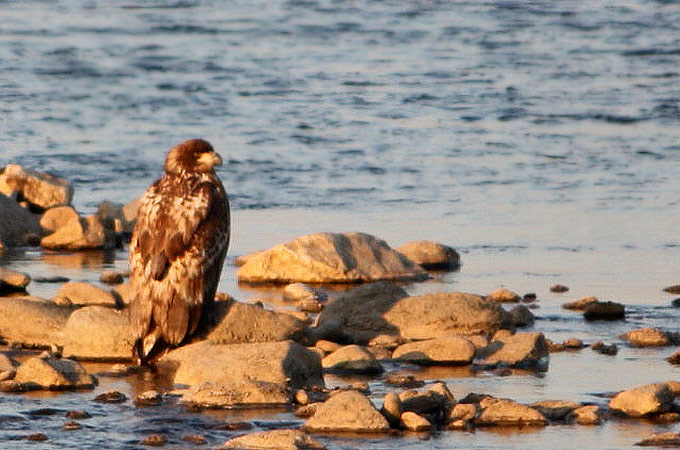 White-tailed Eagle