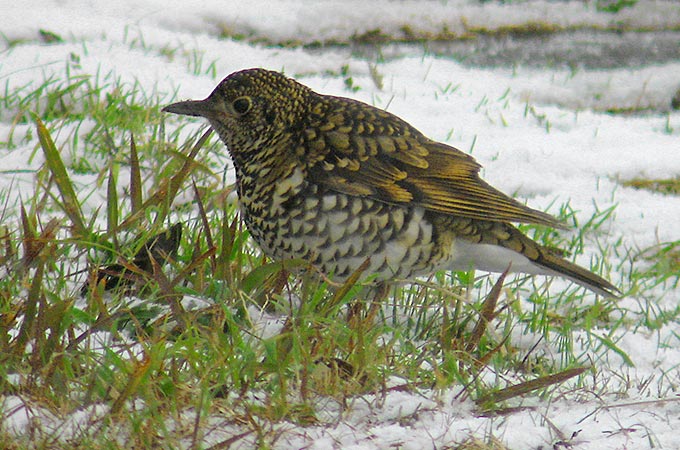 White's Thrush